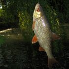 Kleine Schönheit im Laichkleid