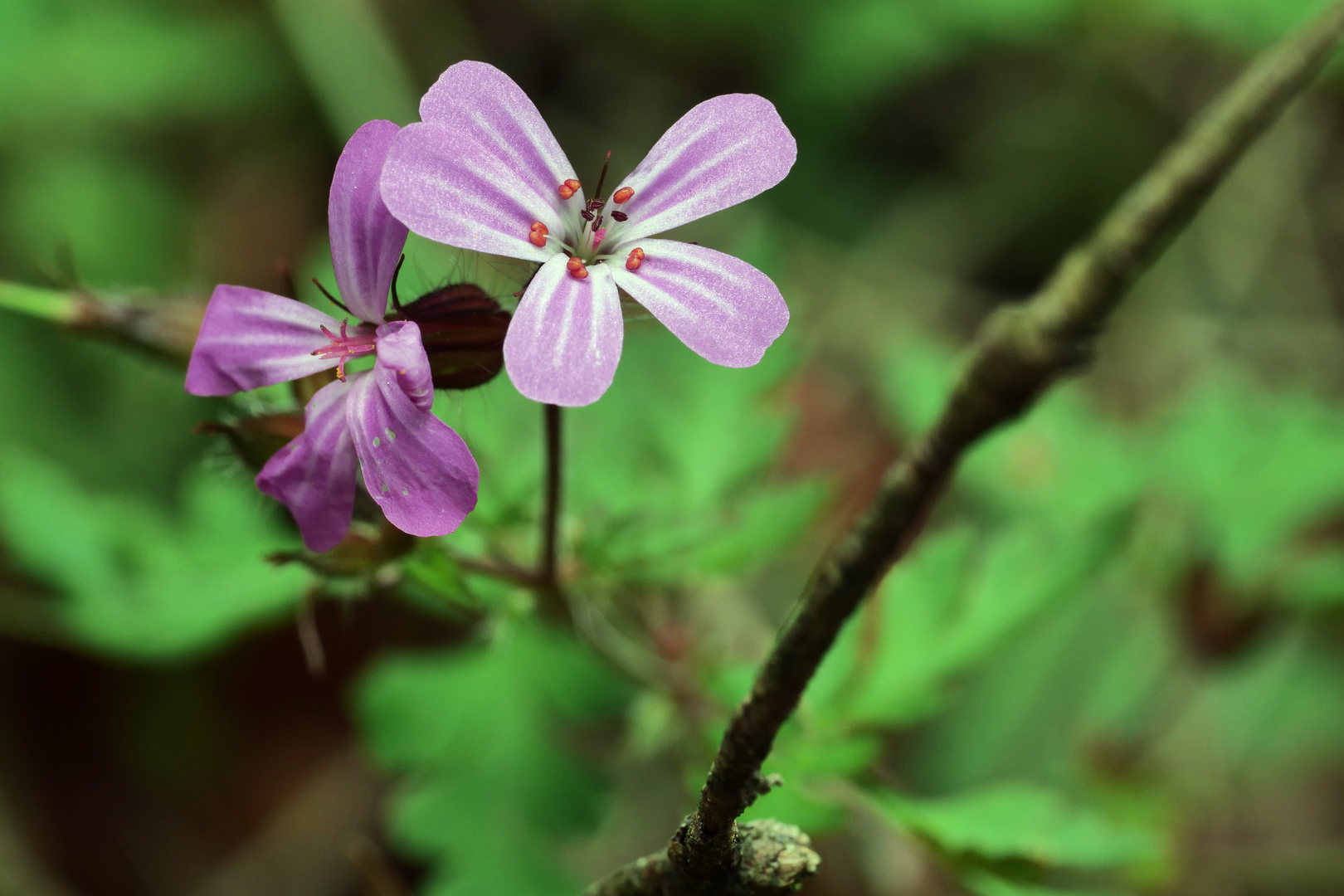 Kleine "Schönheit" im Wald