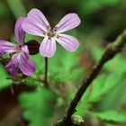 Kleine "Schönheit" im Wald