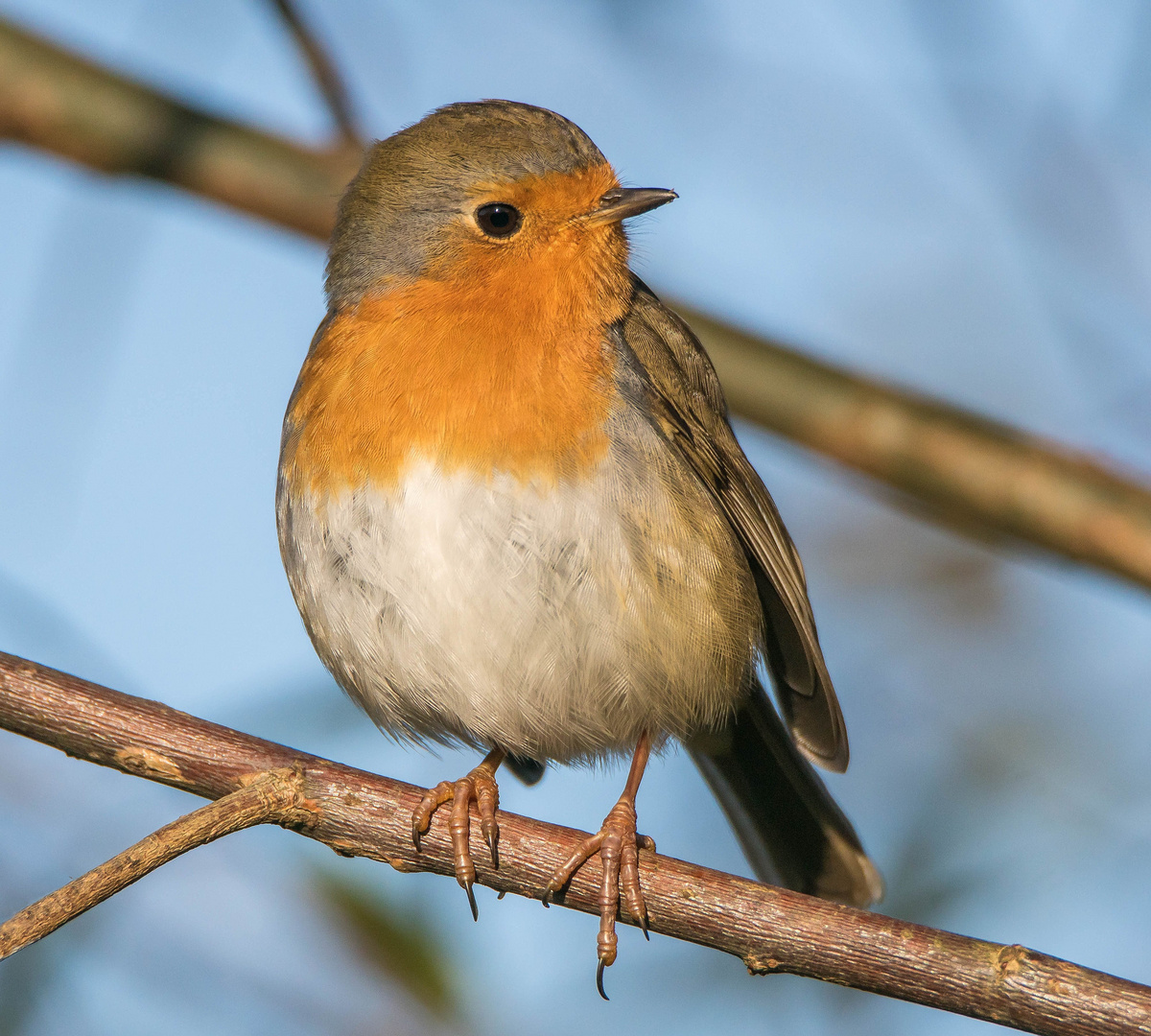 kleine Schönheit in der Morgensonne