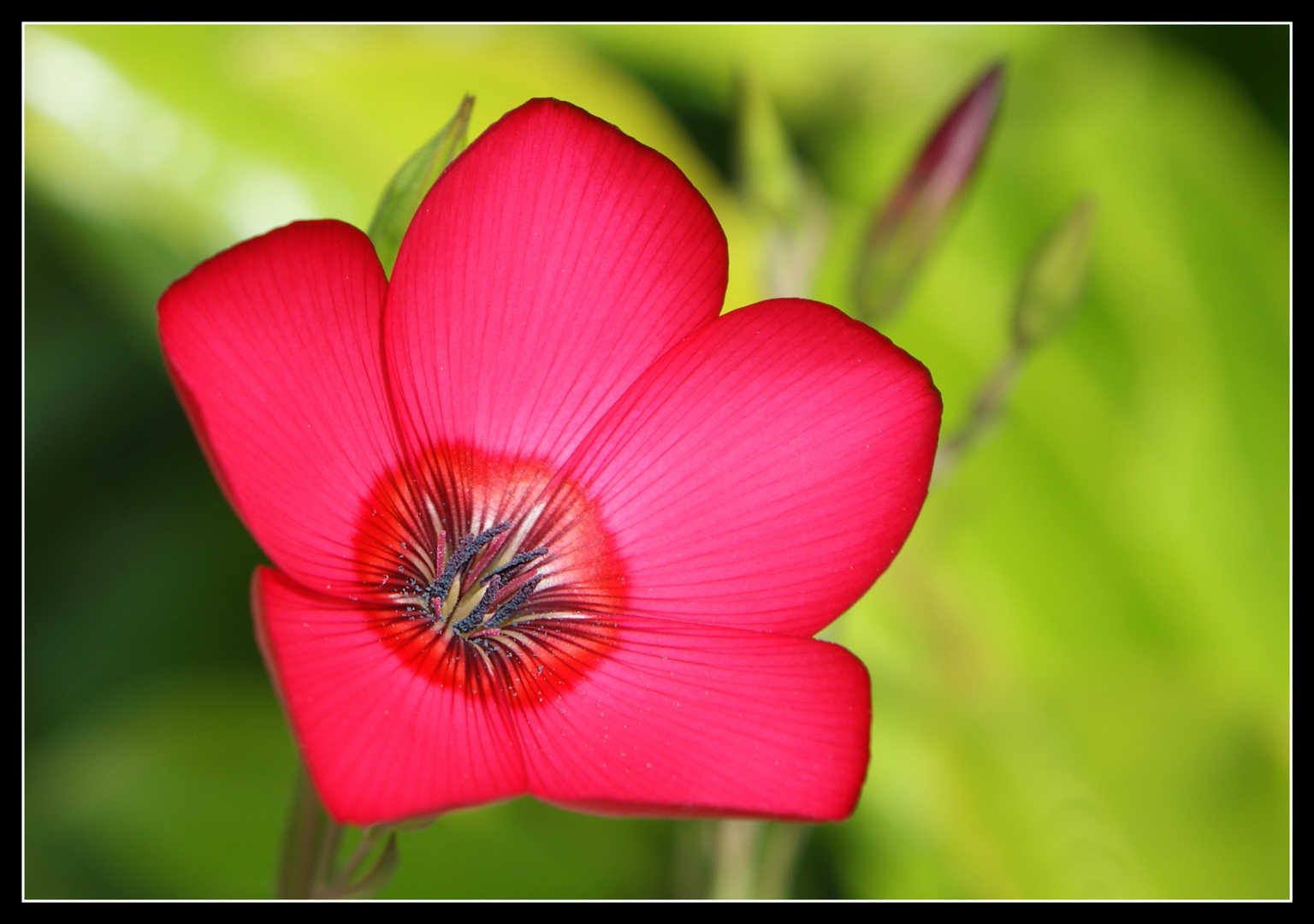 Kleine Schönheit - Leinblüte