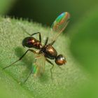 Kleine Schönheit ( Schwingfliege )