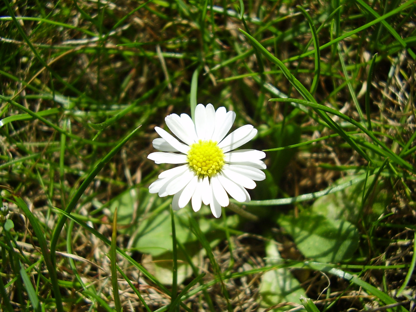 Kleine Schönheit tief im Rasen