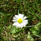 Kleine Schönheit tief im Rasen