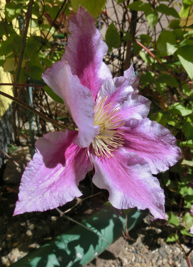 Kleine Schönheit, verborgen in einer Gartenecke