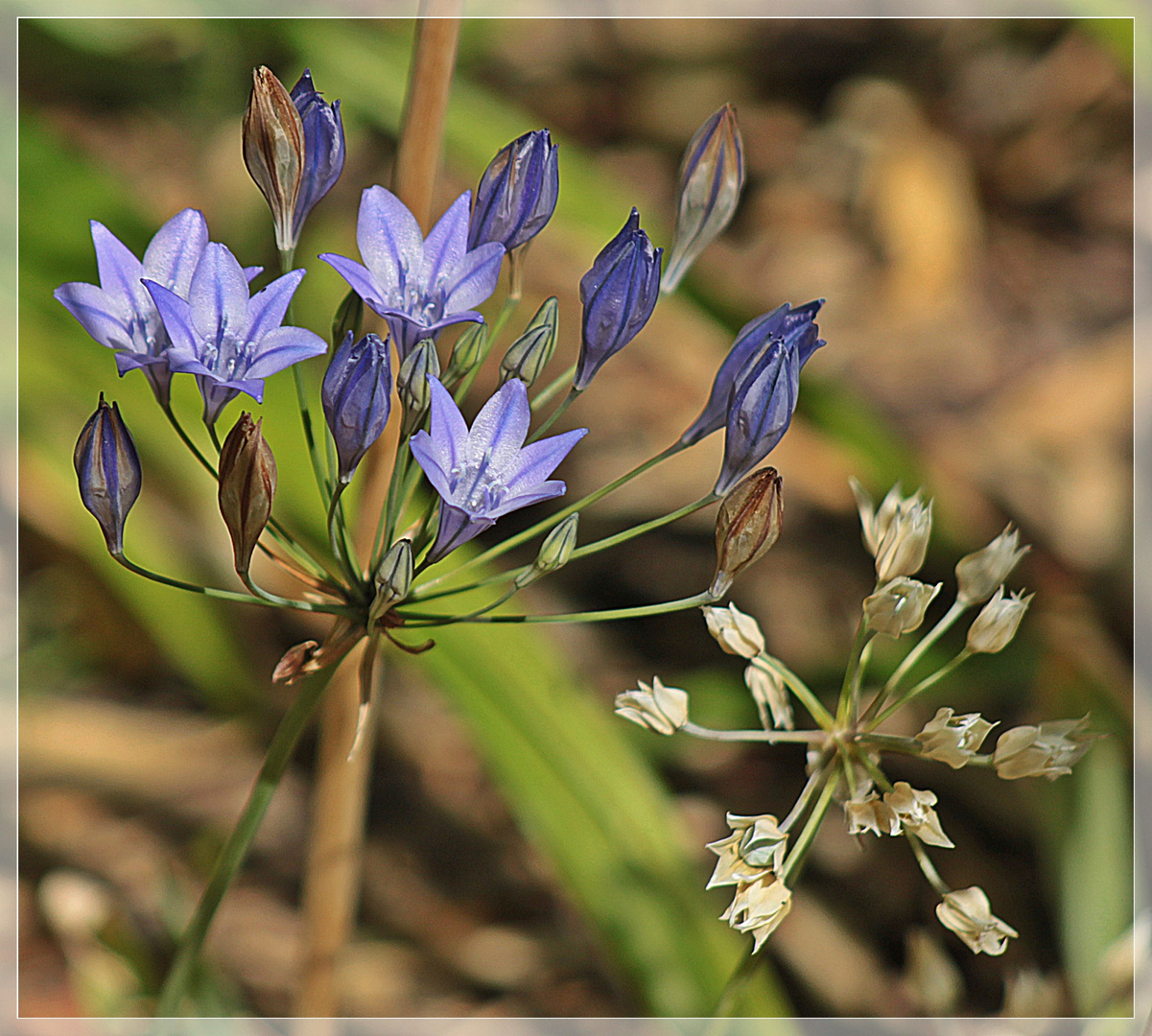 Kleine Schönheiten Foto & Bild | pflanzen, pilze & flechten, blüten