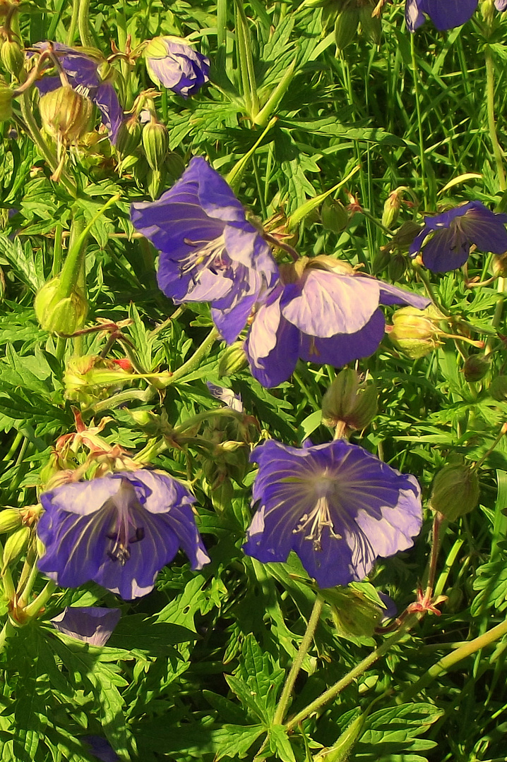 Kleine Schönheiten am Feldweg.