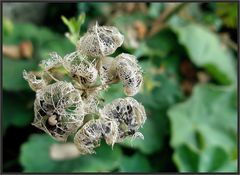 Kleine Schönheiten am Wegesrand