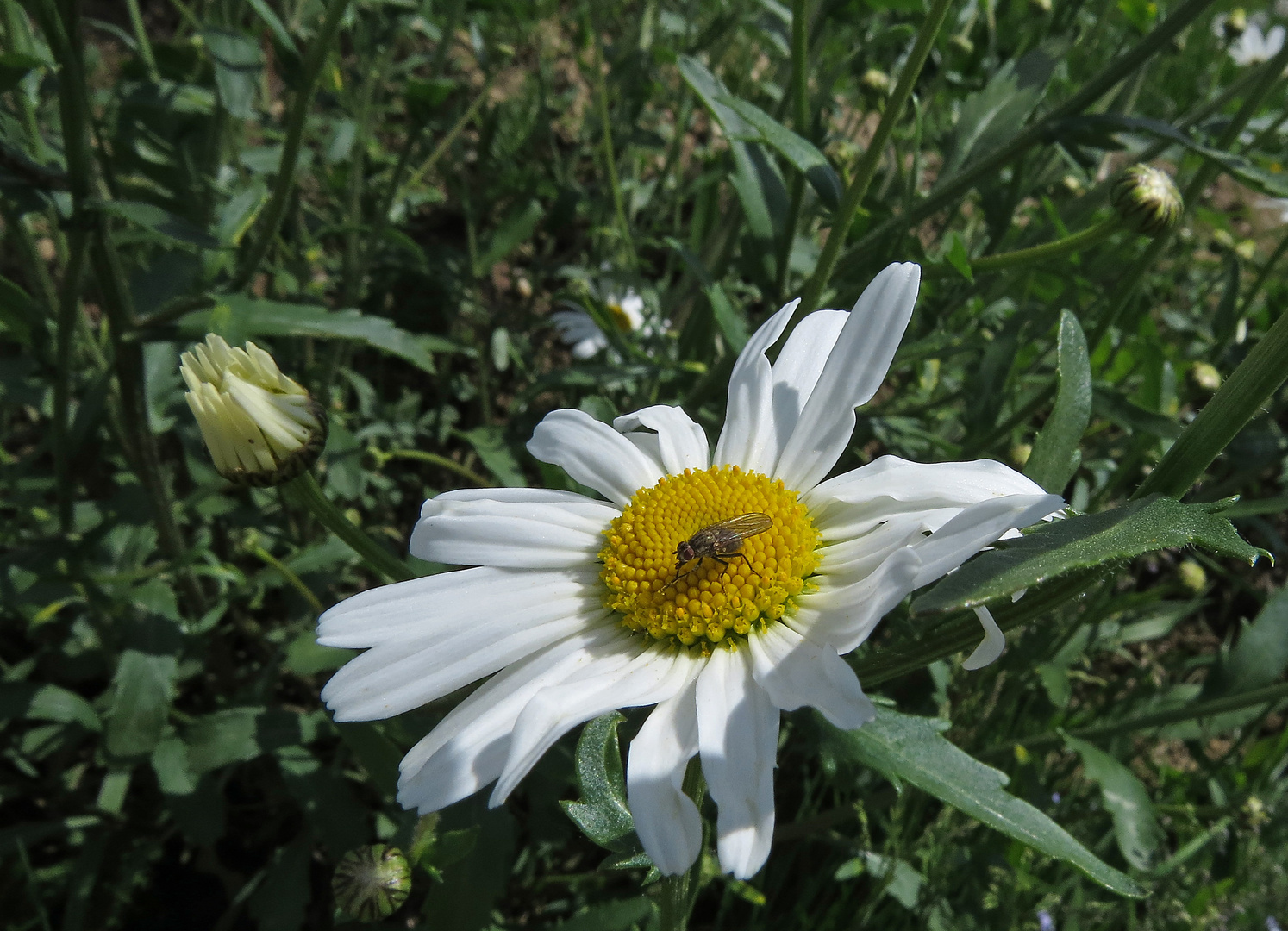 Kleine Schönheiten am Wegesrand