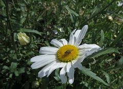 Kleine Schönheiten am Wegesrand