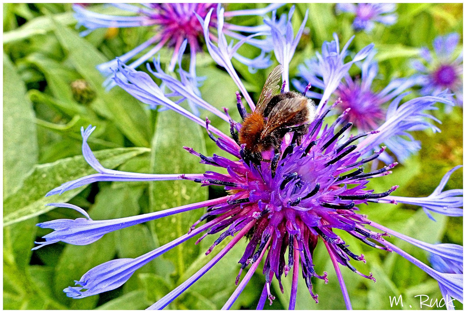 Kleine Schönheiten der Natur !.