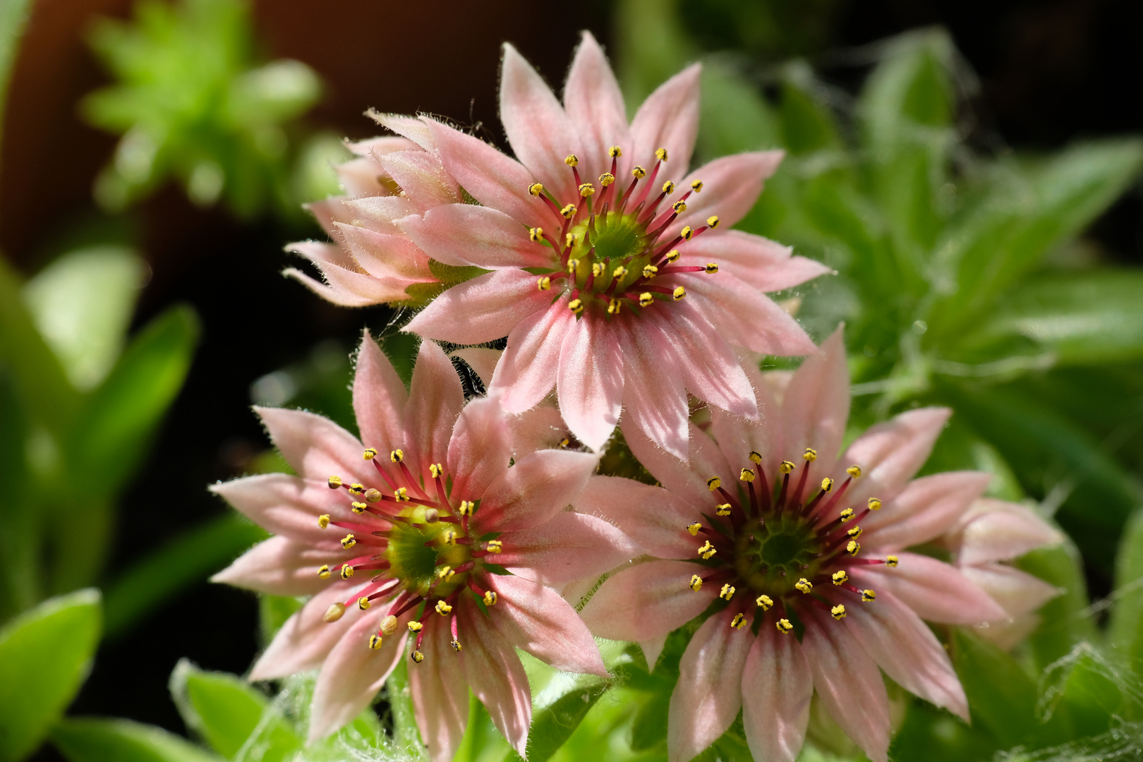 Kleine Schönheiten I Foto & Bild | natur, blüten, gartenpflanzen Bilder