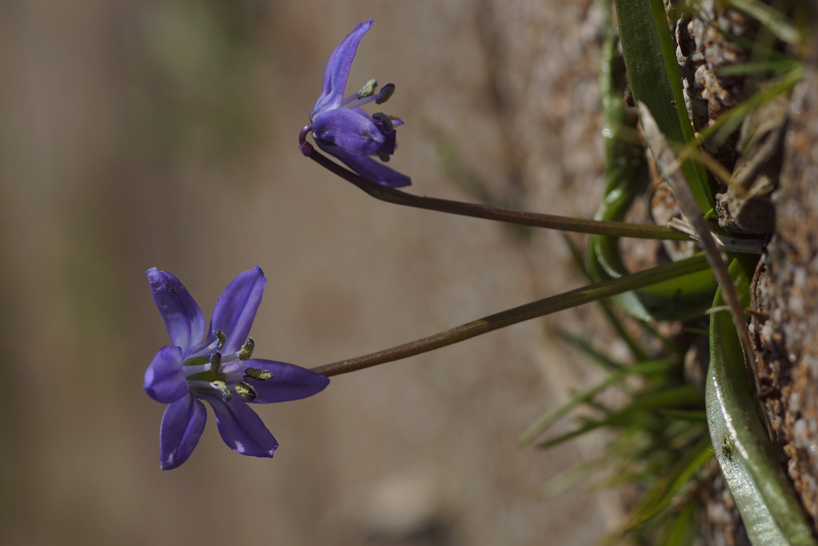 Kleine Schönheiten im Garten 