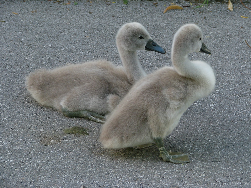 Kleine Schwäne