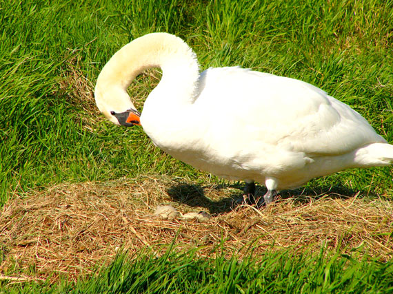 Kleine Schwan-Serie, Bild 1