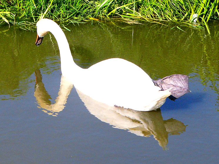 Kleine Schwan-Serie, Bild 2