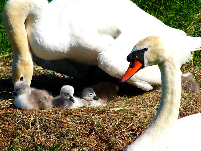 Kleine Schwan-Serie, Bild 3