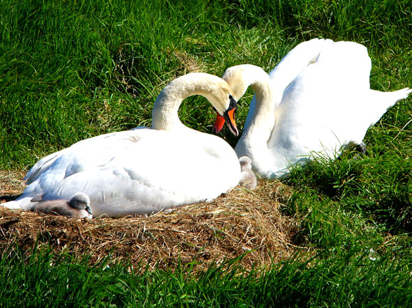 Kleine Schwan-Serie, Bild 4