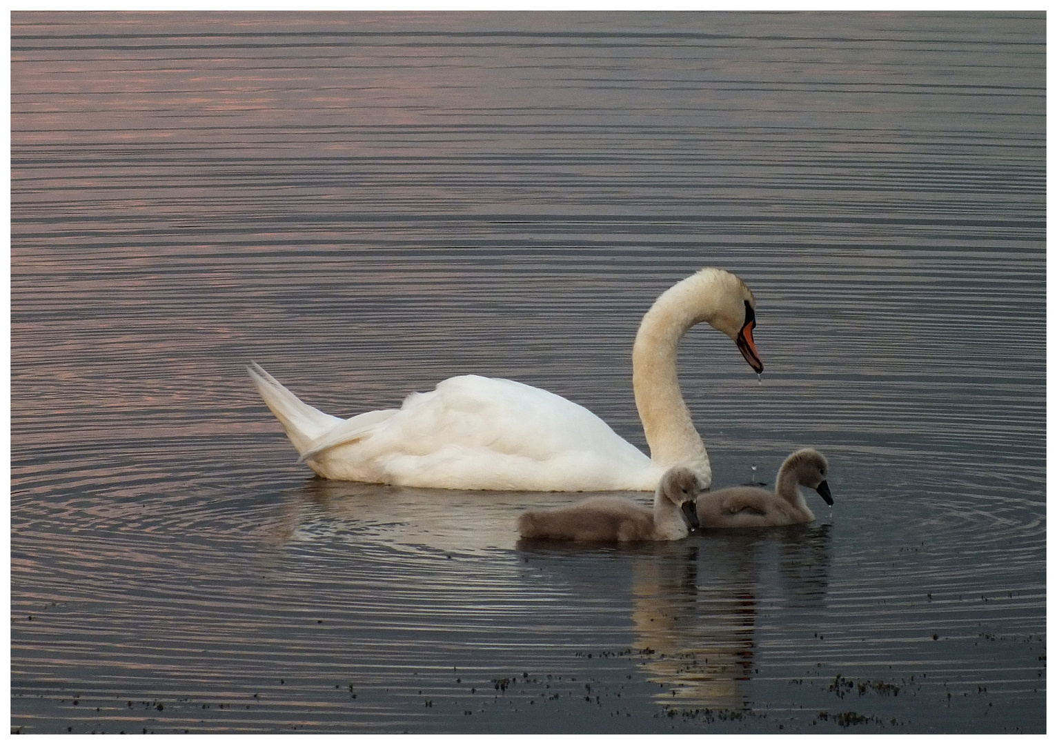 Kleine Schwanenfamilie - Petite famille de cygnes