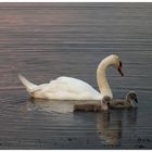 Kleine Schwanenfamilie - Petite famille de cygnes