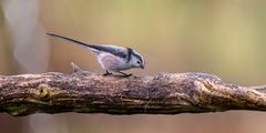 Kleine Schwanzmeise sucht Futter