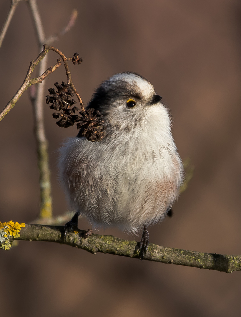 Kleine Schwanzmeise wirft sich in Pose..oder genießt einfach ein paar Sonnenstrahlen :)