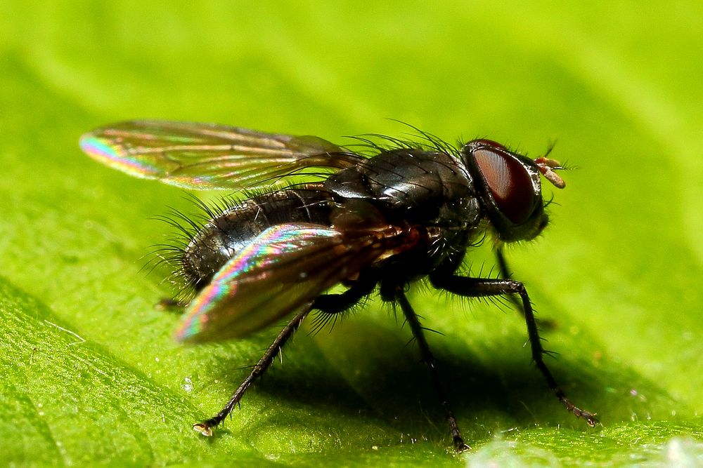 Kleine schwarze Fliege