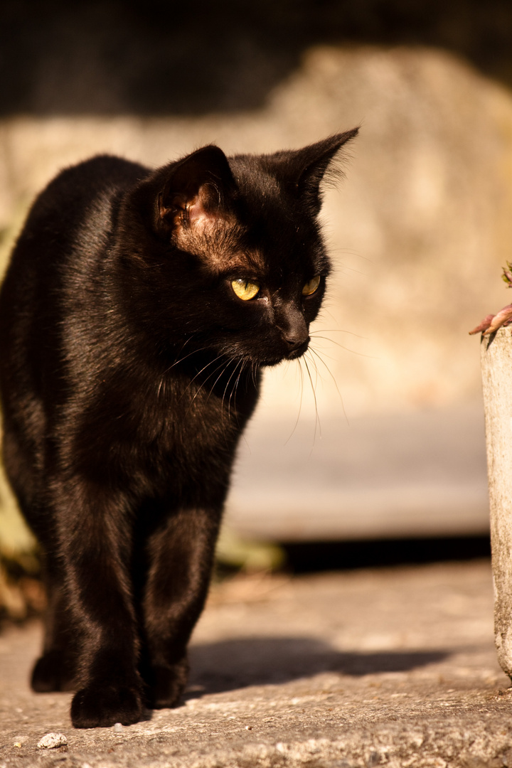 Kleine schwarze Katze