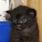 Kleine schwarze Katze