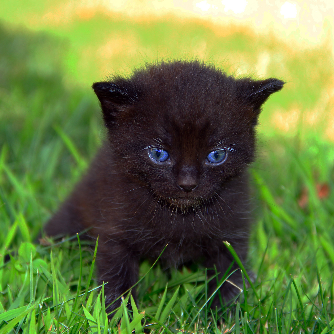 Schwarze Katze Mit Blauen Augen Schwarze Katze Mit
