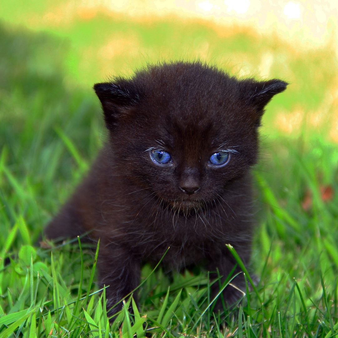 Katze Die Schönsten Rassen Der Welt