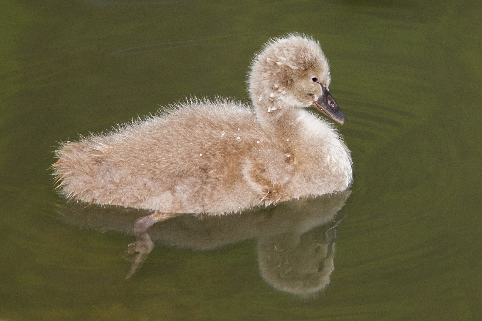 Kleine schwarzer Schwan