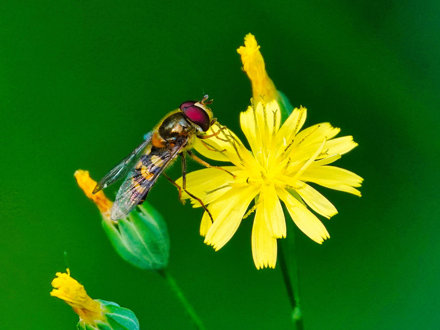 Kleine Schwebefliege 