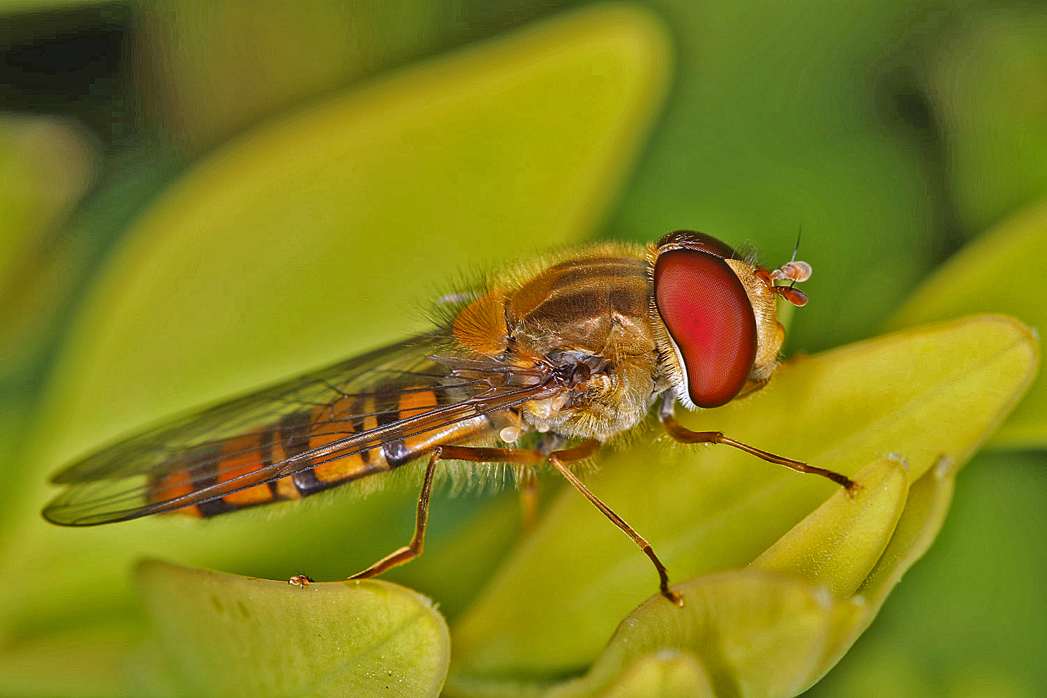 kleine Schwebfliege