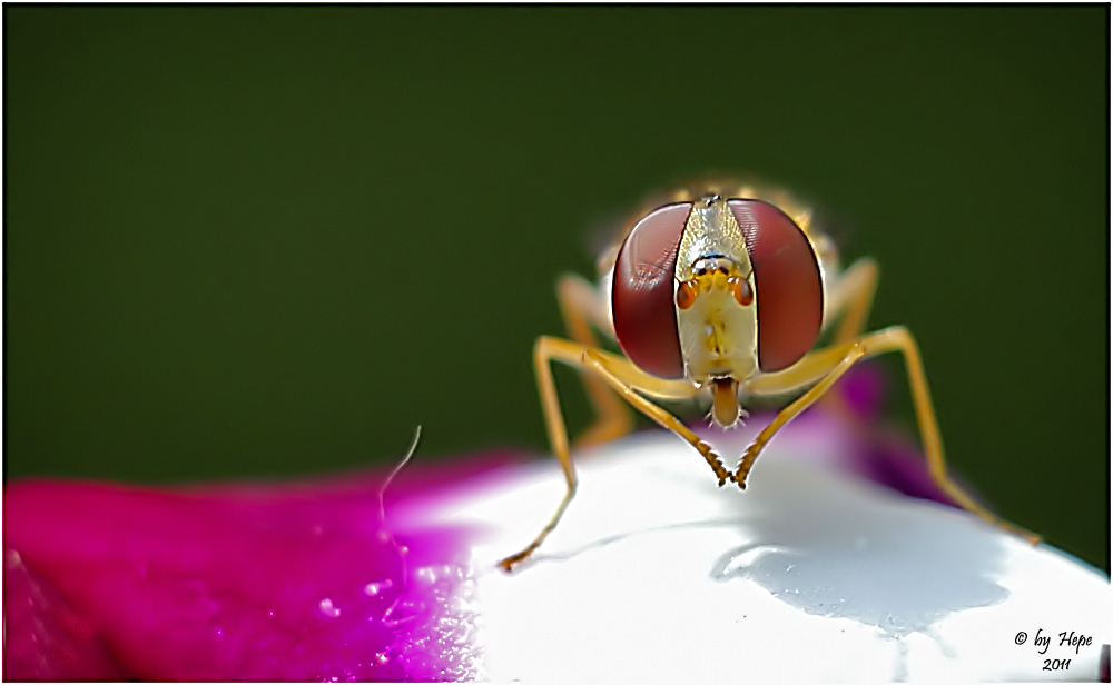 kleine Schwebfliege