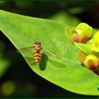 Kleine Schwebfliege