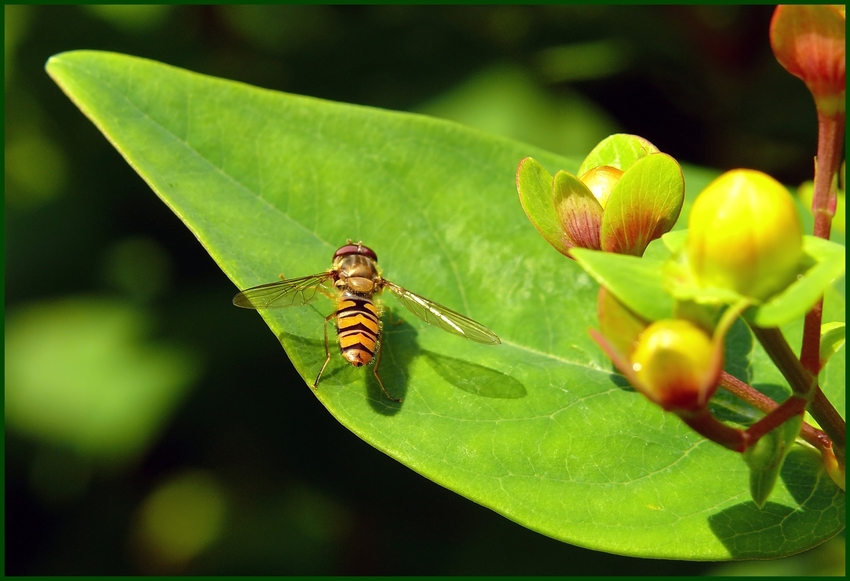 Kleine Schwebfliege