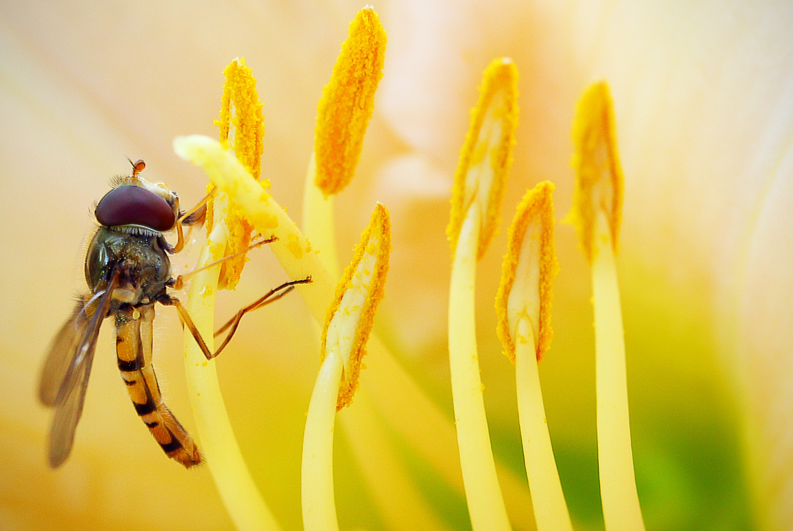 Kleine Schwebfliege (2)