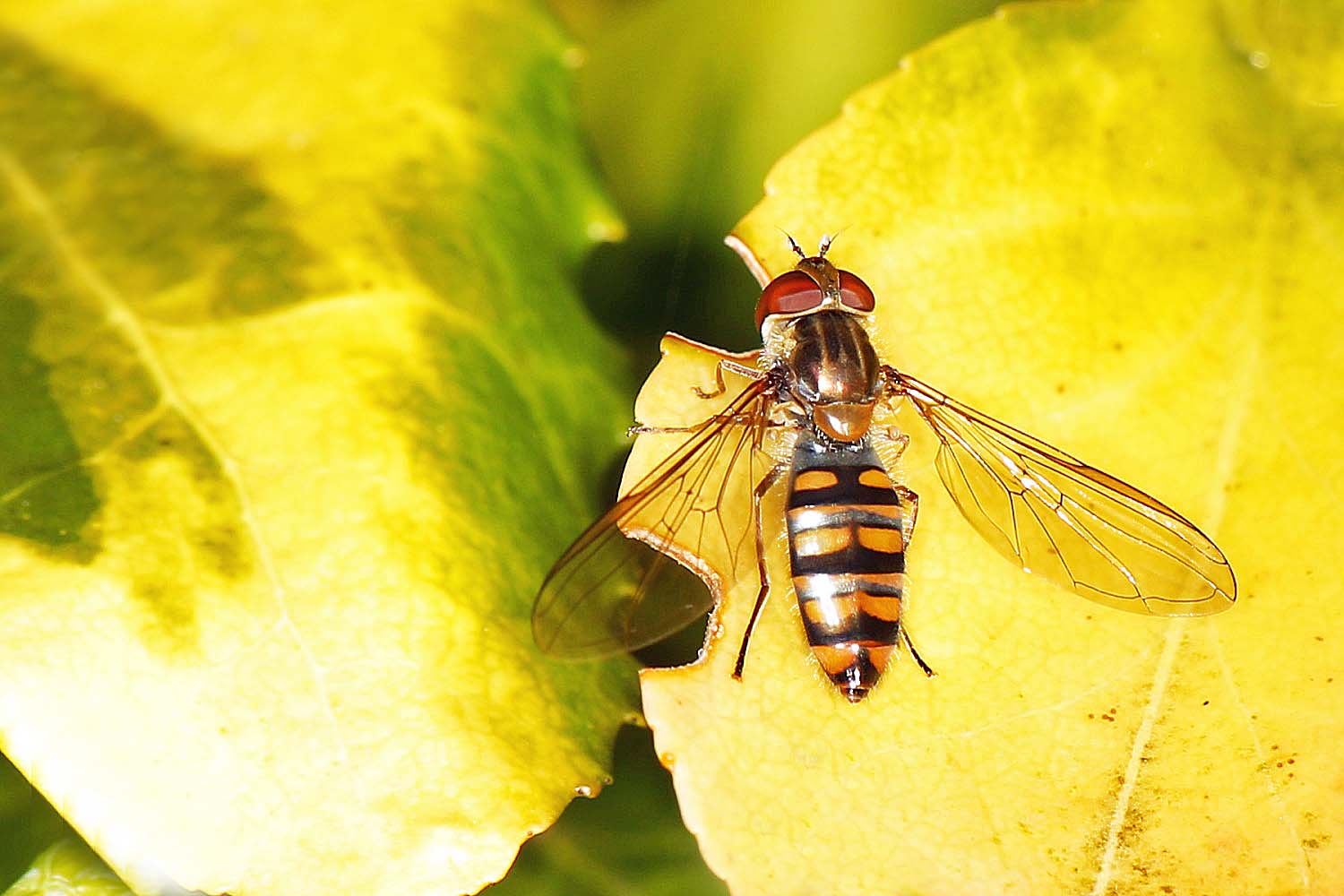 kleine Schwebfliege