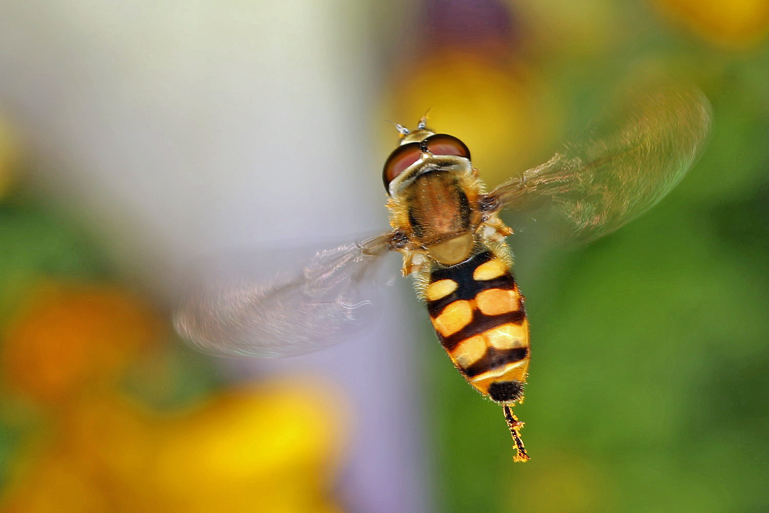 kleine Schwebfliege