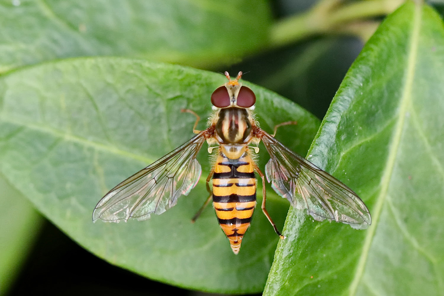 kleine Schwebfliege