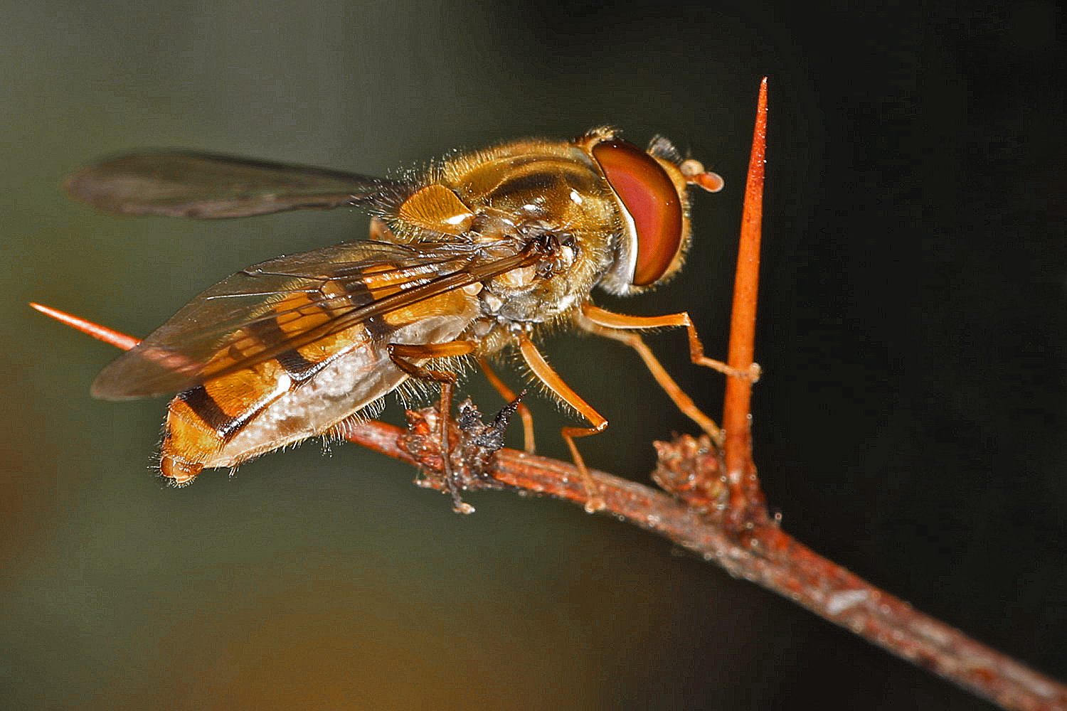 kleine Schwebfliege