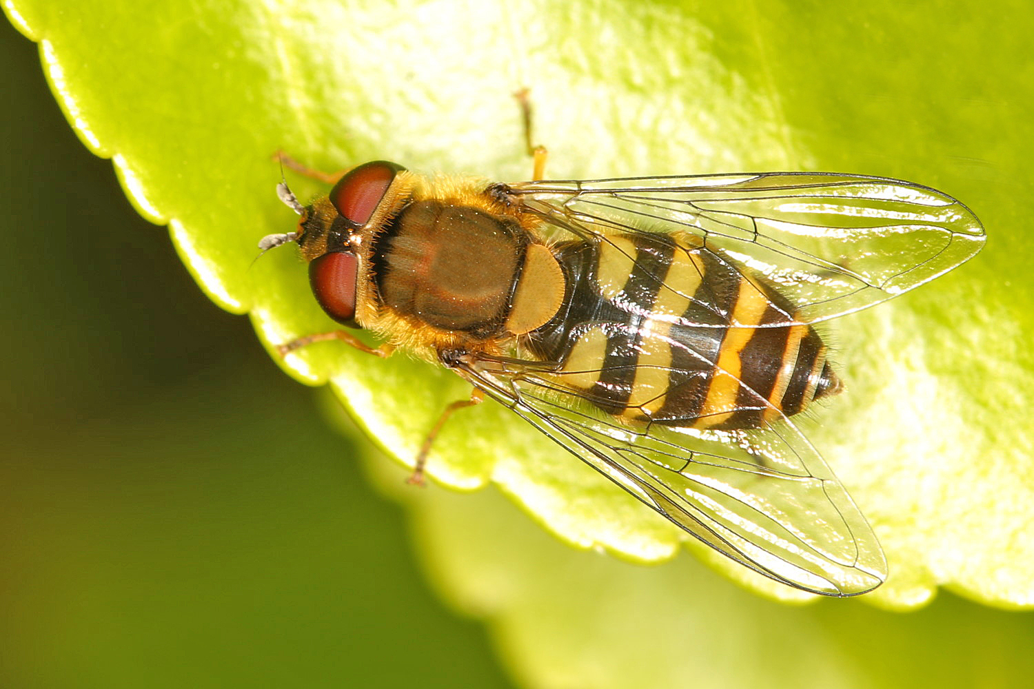 kleine Schwebfliege