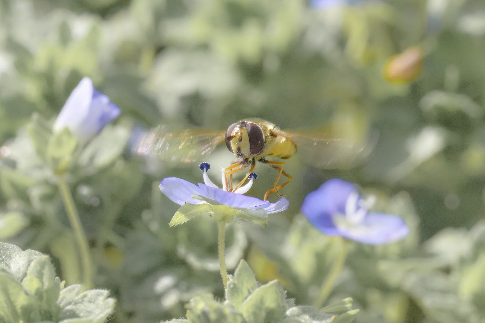 Kleine Schwebfliege