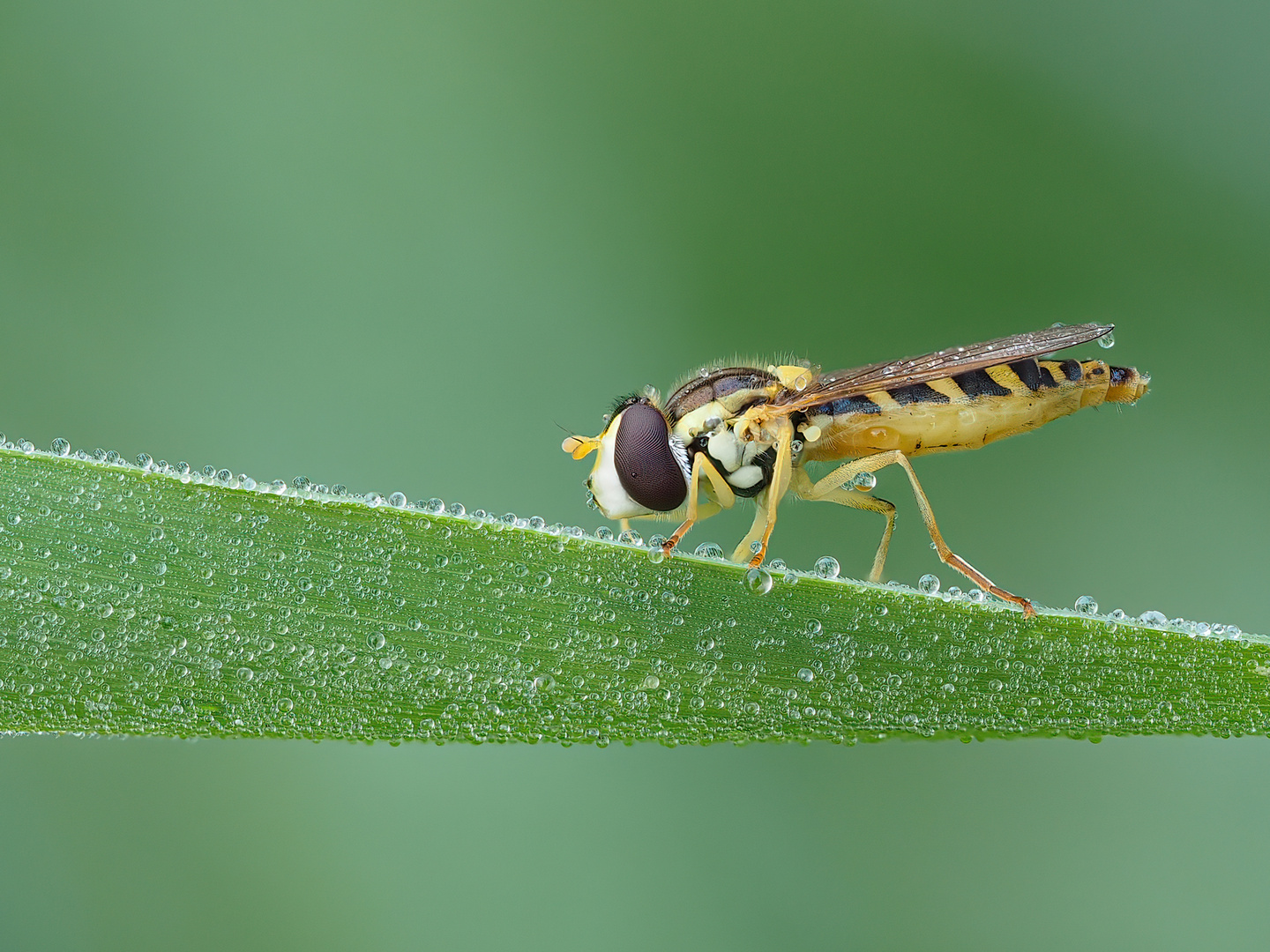 Kleine Schwebfliege