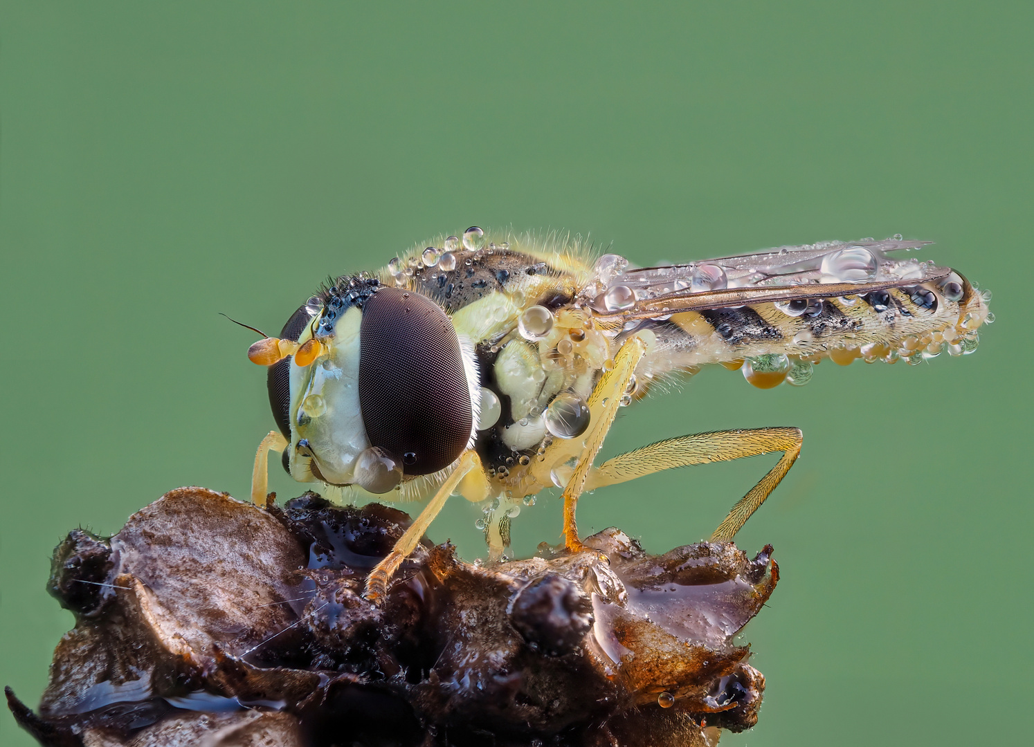 Kleine Schwebfliege