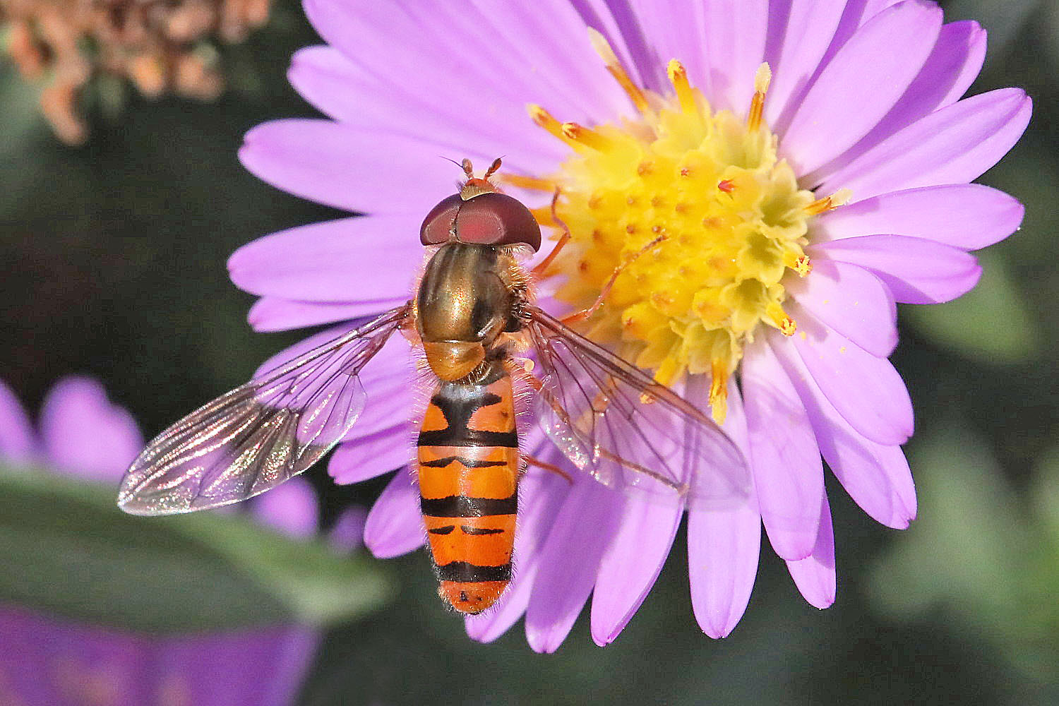 kleine schwebfliege