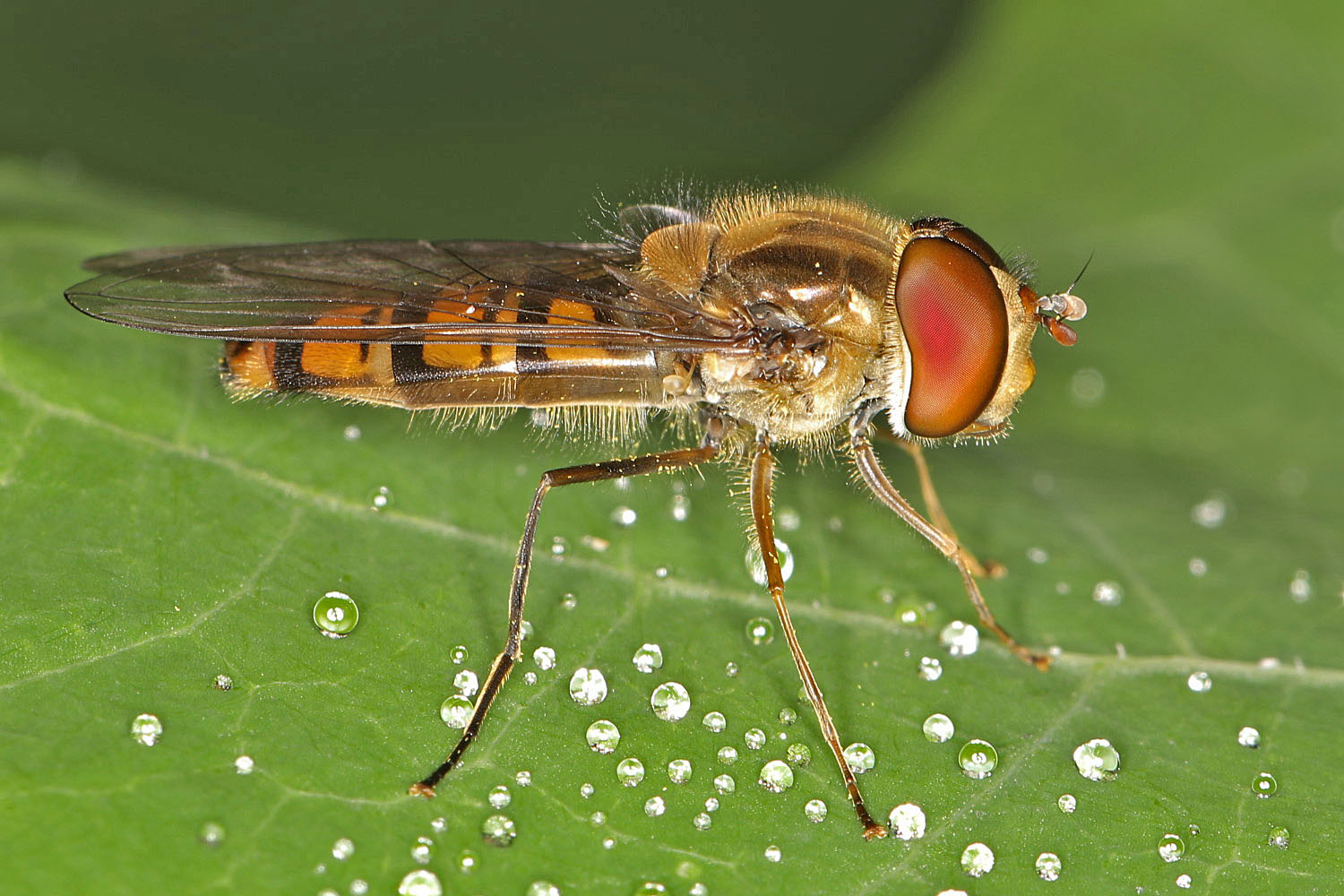 kleine Schwebfliege