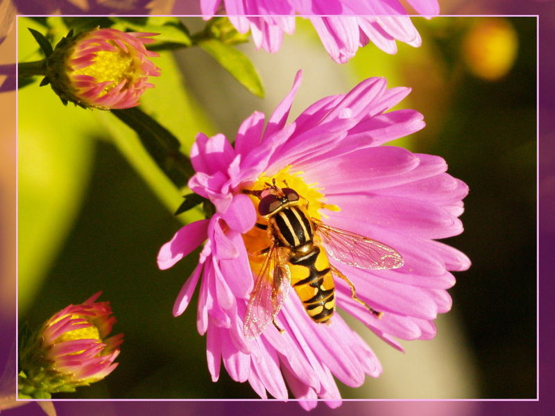 Kleine Schwebfliege