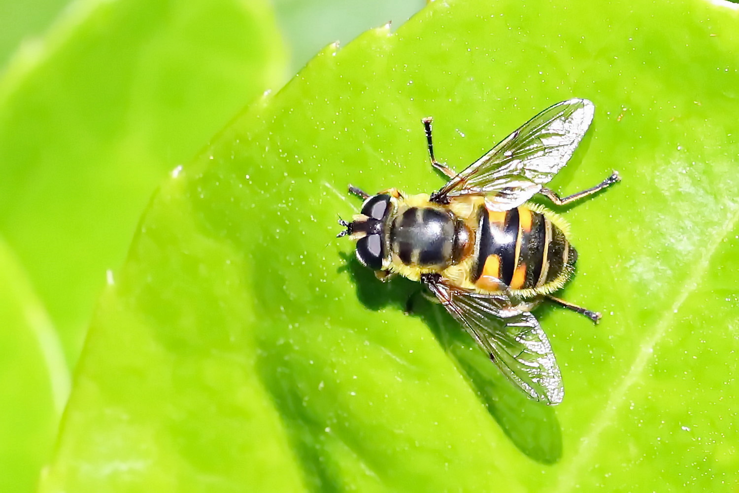 Kleine Schwebfliege